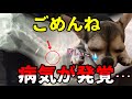 苦しいそうです...病気になりました...もう治りません... 小型犬に同じ症状があれば早めに検査しましょう