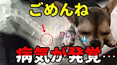 犬脳腫瘍 末期の神経症状 Youtube