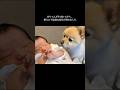 ママのお腹に赤ちゃんがいると気付いた愛犬が、まさかの行動に… #shorts