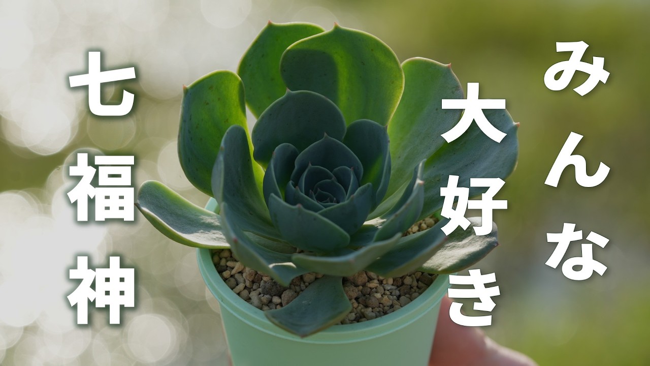 みんなで楽しもう！育て方をみんなで共有！楽しい夏の始まりです。