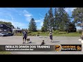 Harley 21-Day GOOD DOG Board N&#39; Train Program At Sunnidale Boarding Kennels