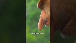 Long Monkey Nose 🤔 (Explained)
