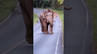 สุดหล่อ #ช้างป่าเขาใหญ่