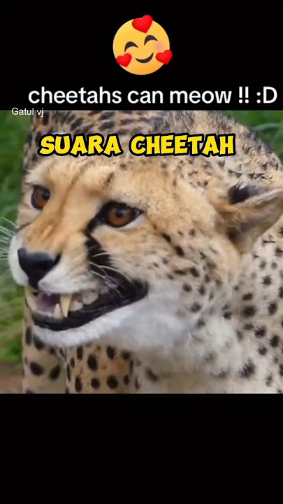 This is what a cheetah's voice sounds like #shorts