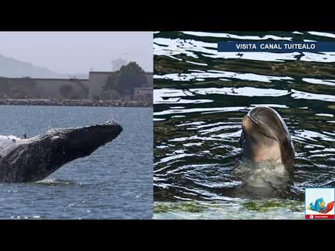 Vídeo: Canadá Prohíbe El Cautiverio De Delfines, Ballenas Y Marsopas