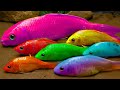 Stop Motion Cooking ASMR -Catfish Catching Colorful Koi | Pink Catfish Hunting Colorful Koi Fish P30