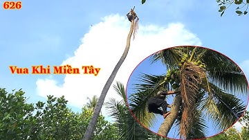 Hồi hộp khi Vua Khỉ Miền Tây cưa hạ cây Dừa nghiêng . Cutting coconut tree  .
