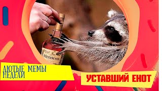 Лютые мемы недели | Уставший Енот