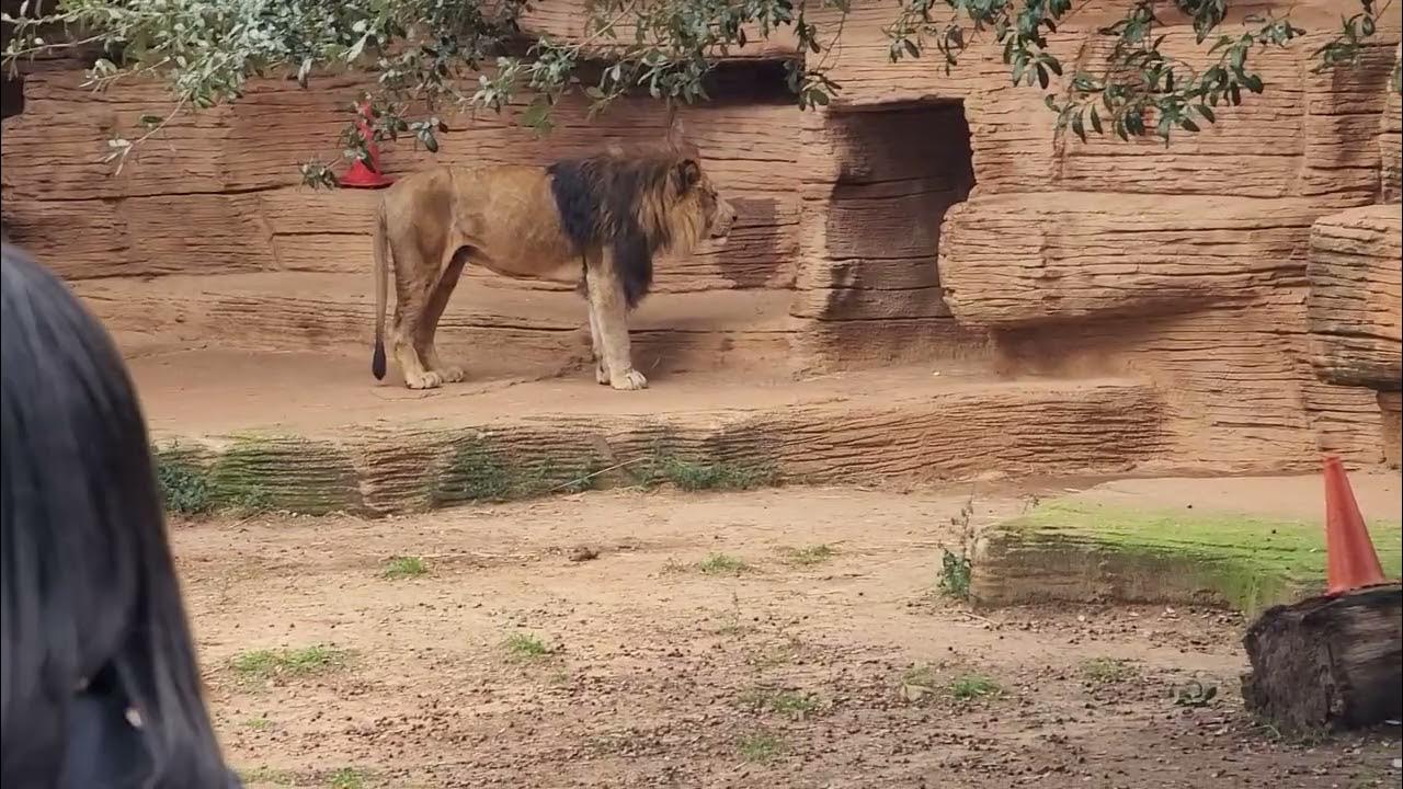 Lion roaring at The Riverbanks Zoo and Garden in South Carolina - YouTube