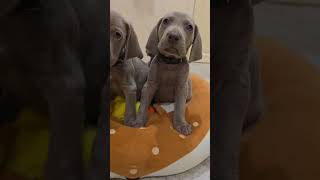 Talking To My Smart And Handsome Weimaraner Boys Before Bedtime