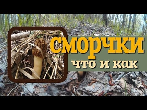 Вопрос: Какой лес предпочитает гриб сморчок в Подмосковье?