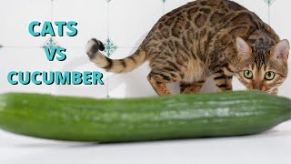 CAT COMPILATION - Funny Cats VS Cucumber by Cats are Jerks 321 views 4 years ago 9 minutes, 46 seconds