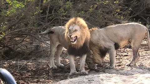 Hidden secret of why LIONS snarl