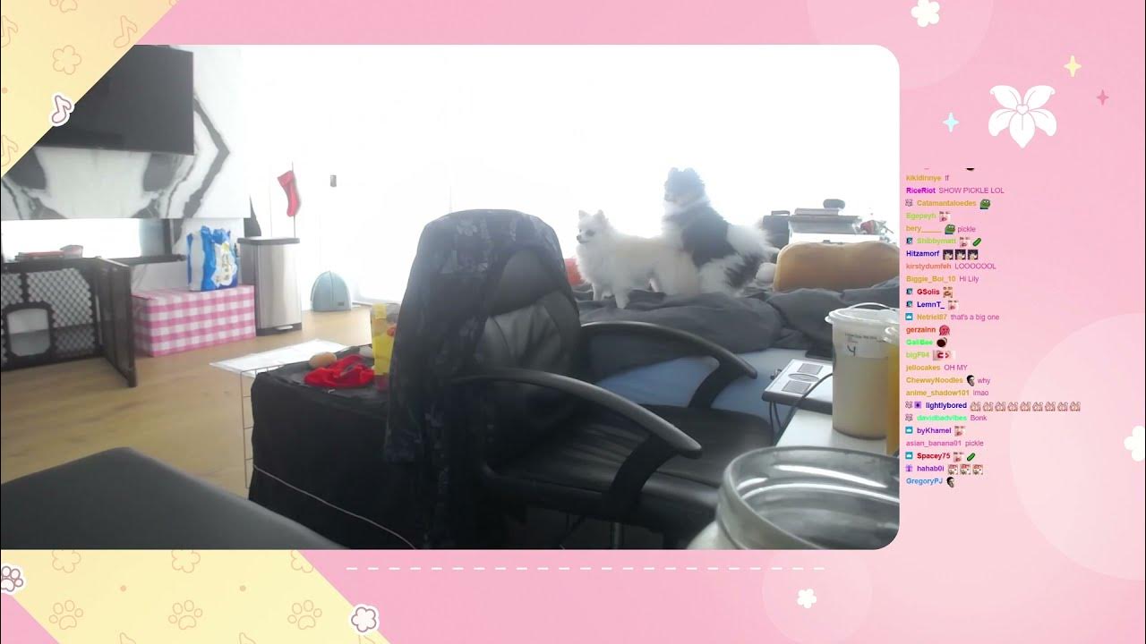 Lilypichu's dogs being sus YouTube