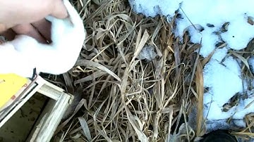 Weasel Trapping Pt. 1