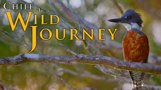 Chile: A Wild Journey | Episode 4 | Chile is a Sea