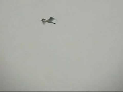 Spoonbill Amwell