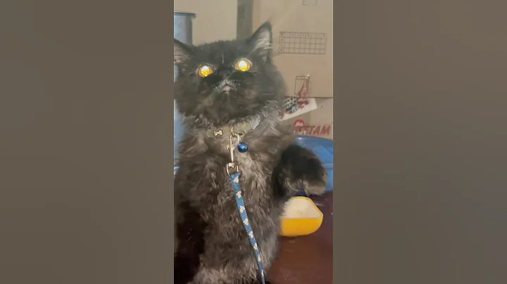 Watch the video about Cute cats love Persian cats #cat #cats #catlover #cute #music #meow #reels #youtubeshorts #india