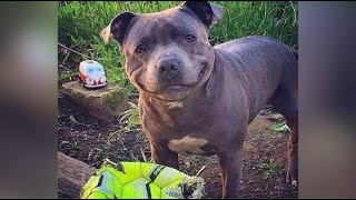 Funniest Pitbull Videos | Cutest Pitbull Ever by Dogipedia 2,167 views 3 years ago 8 minutes, 14 seconds