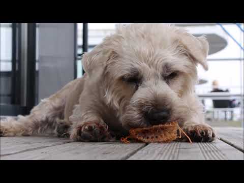 Video: Gma Of Imaal Terrier Köpək Hipoallergenik, Sağlamlıq Və Ömür