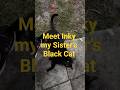 Cat Lovers Meet Inky #jamaicanvlogger #petlover #pet #catvideos #cat #catshorts #viralvideo