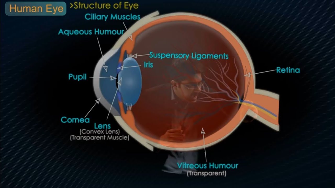 HUMAN EYE 3D animation VIDEO IN HINDI ||CLASS 9-11||PHYSICS# ...