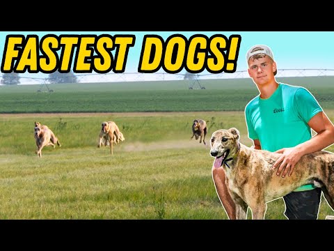 Tri-State Dog Racing: A Thrilling Race Awaits!