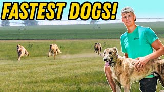 Greatest Greyhound Race Ever Witnessed