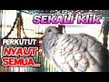 PERKUTUT GACOR, Suara perkutut seperti ini bagus sekali untuk pancingan semua perkutut.