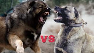 Caucasian Shepherd vs Kangal – Fight Comparison