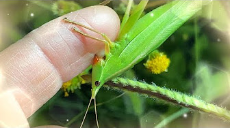 クビキリギス Conehead Katydid Euconocephalus Thunbergi Youtube