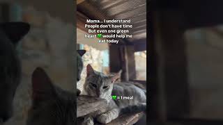 please don't scroll down and ignore my cats and kitties, stay and help #cat #kitten #pets #kitty #fy