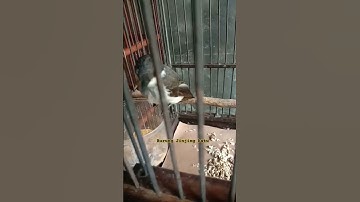 burung jinjing batu