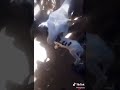 اسم الله مكتوب على ظهر ماعز صغير سبحان الله