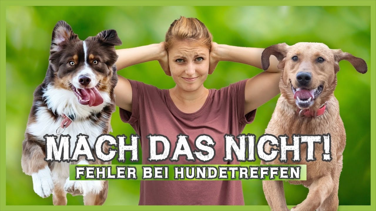 Die häufigsten Fehler bei HUNDETREFFEN – Mach das bitte nicht!