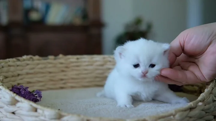 Video 9051521: british shorthair chinchilla kittens, british shorthair silver chinchilla, kittens litter, chinchilla point