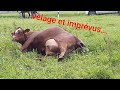 Vaches et veaux, vêlage et complications avec le veau