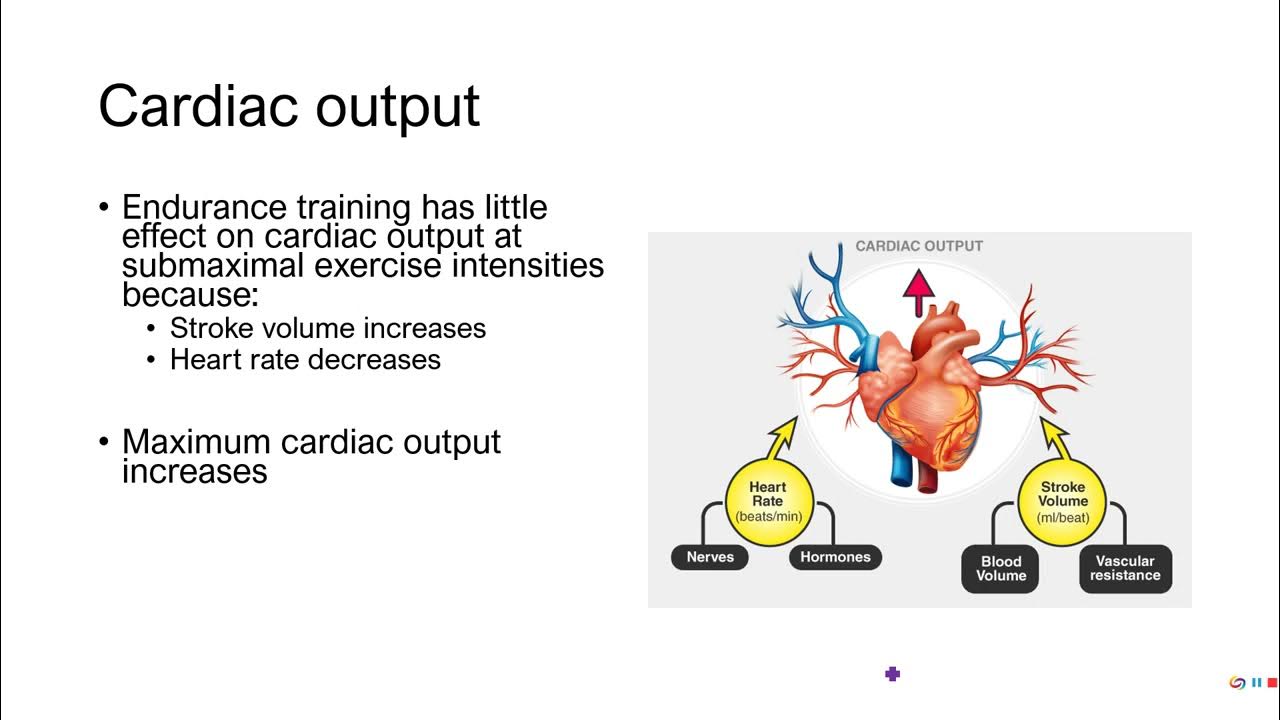 PE 381 Lecture 1112 Cardiovascular adaptations to aerobic