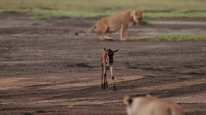 Wildebeest calf thinks lion is its mother. - DayDayNews