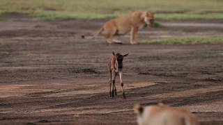 Wildebeest calf thinks lion is its mother.