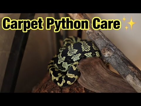 Carpet Python Care - YouTube