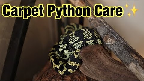 Carpet Python Care