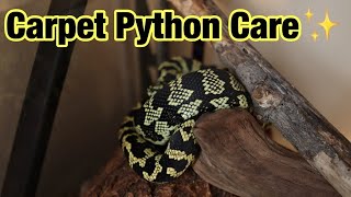 Carpet Python Care