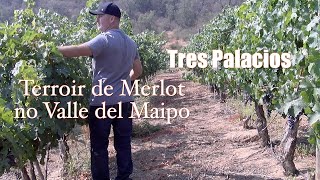 Viña Tres Palacios tem terroir de Merlot em pleno Valle del Maipo