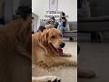 COSAS QUE A MI PERRO NO LE GUSTAN DE LA VISITA 😳 #goldenretriever #mascotas #perros #comedia