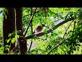 Discovering The Great Blue Turaco In Its Natural Habitat #birdwatching #birdlife #naturelovers