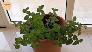 اكثار النعناع فالمنزل وجني المحصول طول السنة How to grow mint