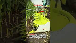 옥수수 대형 수확기 작업 #worker #process #skills #satisfying #perfect #modernfarming