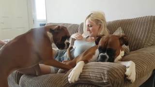The Joys of Owning Boxer Dogs
