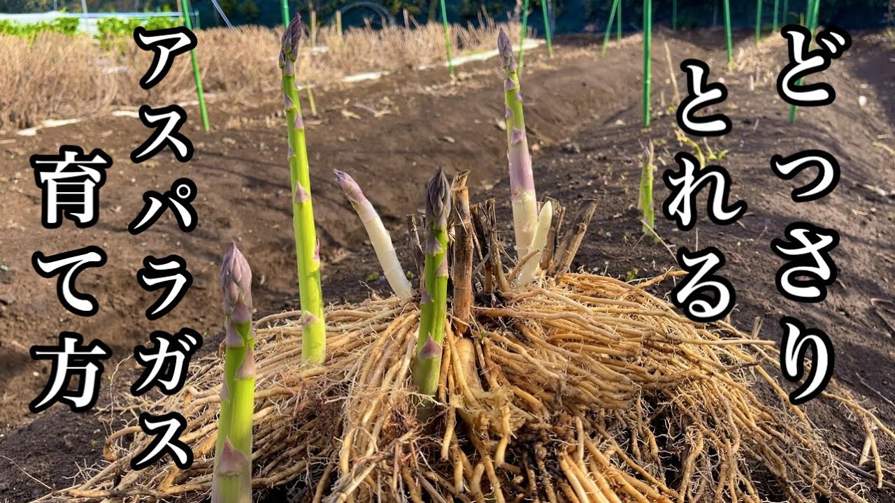 アスパラガス栽培 太いアスパラガスをたくさん収穫できる育て方 22 4 1 Youtube